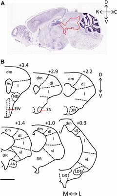 Recent Advancements Surrounding the Role of the Periaqueductal Gray in Predators and Prey